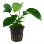 Preview: Anubias barteri var. caladiifolia - Kongo-Speerblatt Caladiifolia